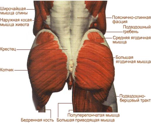 Мышцы ягодицы анатомия картинки