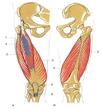 Медиальная широкая мышца бедра