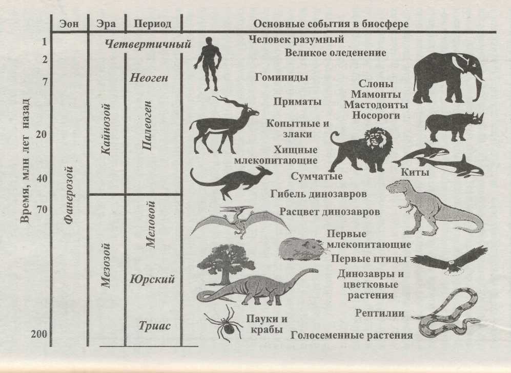 Название эры растения животные таблица. Эры и периоды. Таблица Эра период растения животные. Млекопитающие Эра и период. Эра период основные события.