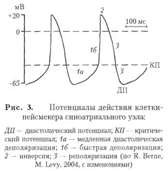 Потенциал действия пейсмекерных. Потенциал действия пейсмекерной клетки. Потенциал действия синоатриального узла. Фазы потенциала действия синоатриального узла. Пд клеток синоатриального узла.