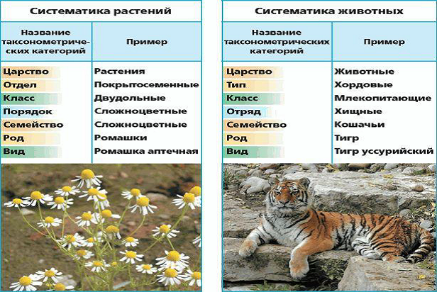 Классификация растений и животных 5 класс
