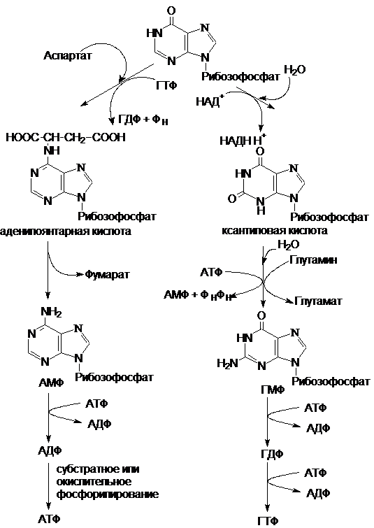 Пуриновыми нуклеотидами являются. Синтез пуринов схема. Синтез пуриновых оснований биохимия. Синтез нуклеотидов биохимия.