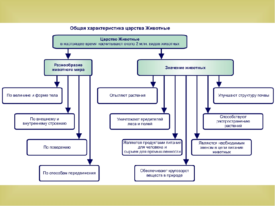 Характеристика царств. Общая характеристика царства животных. Царство животные Общие признаки схема. Кластер царство животных. Царство животных общая характеристика кратко.