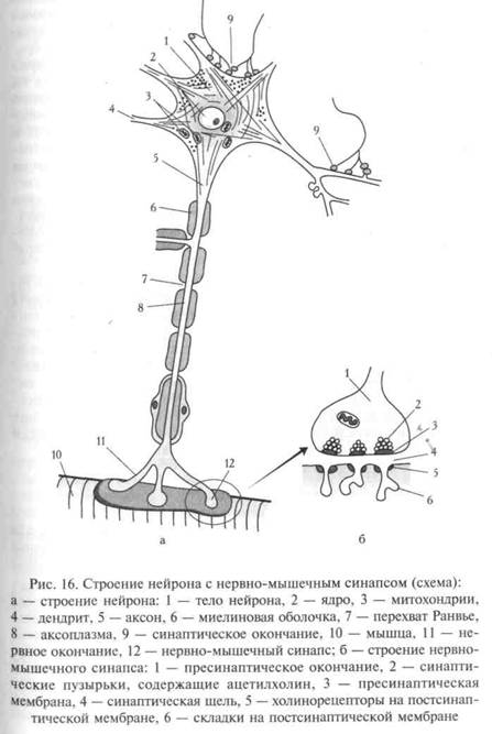 Нервные центры синапсы. Схема строения нервно мышечного синапса. Строение нейрона и синапса рисунок. Строение нервной клетки синапс.