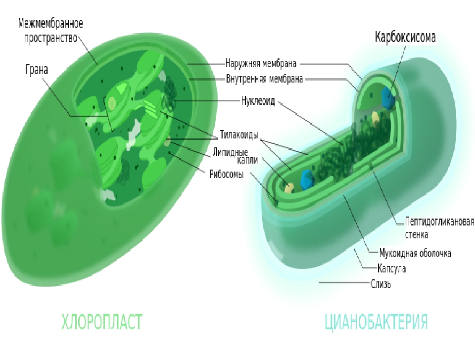 Клетки водорослей и цианобактерий. Строение клетки цианобактерий. Схема строения клетки цианобактерии. Хлоропласты у цианобактерий. Цианобактерия строение клетки 5 класс.