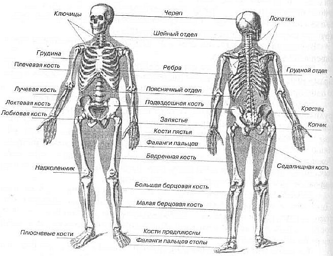 Скелет человека схема