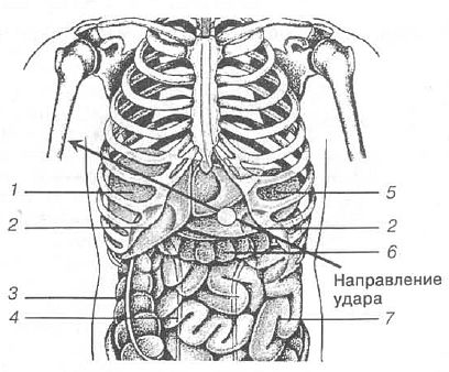Брюшные органы человека схема. Схема расположения органов и ребер. Внутренний желудок тигра.