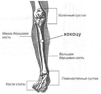 Находится берцовая кость