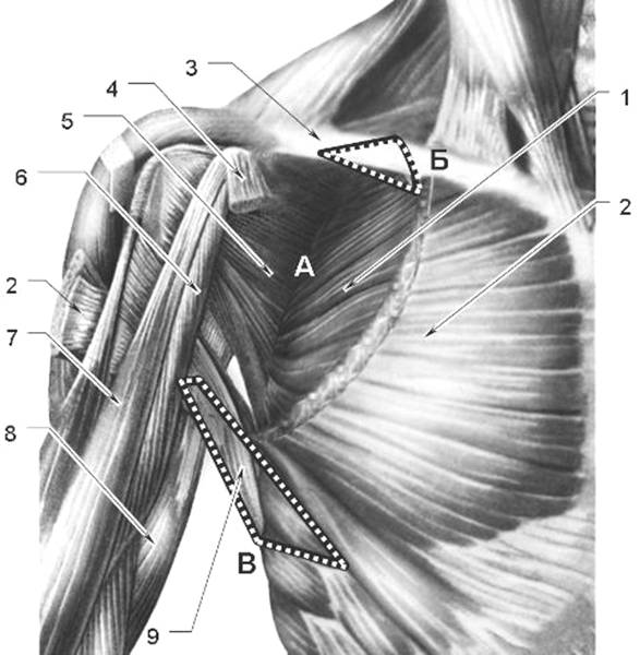 Дельтовидная область топографическая анатомия