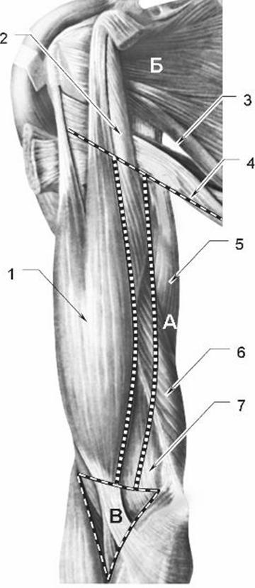 Мышцы предплечья топографическая анатомия