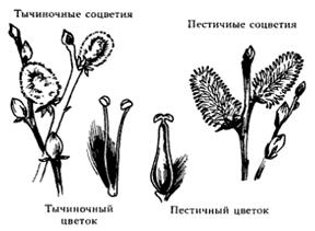 Пестичные цветки березы схематический рисунок