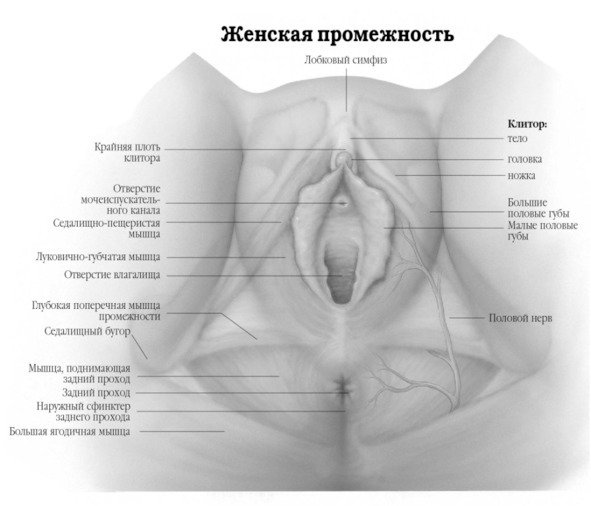 Порно Строение Женских