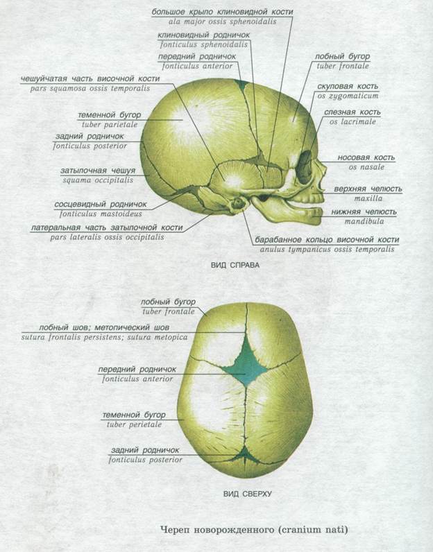 Соединение теменной кости и затылочной. Клиновидный Родничок черепа. Клиновидная и затылочная кость соединение. Венечный шов (черепа) – sutura coronalis. Строение черепа новорожденного на латыни.