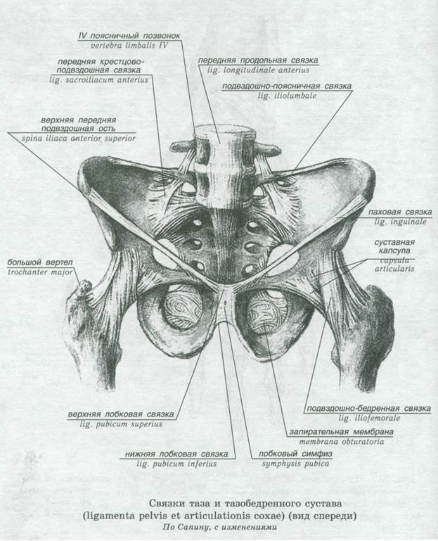 Соединение лобковых костей. Соединение костей таза вид спереди. Соединение костей пояса нижней конечности вид спереди. Суставы и связки таза анатомия.