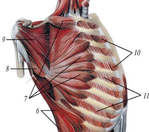 Мышцы ребер фото