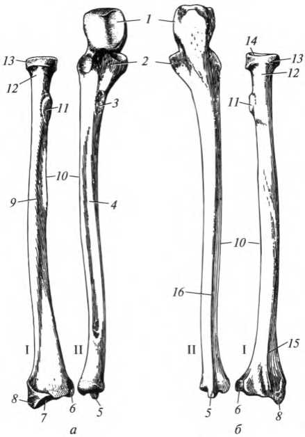 Схема костей предплечья
