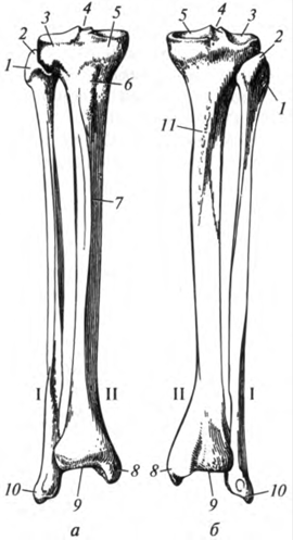 Кости 36. Кости голени анатомия. Рис. 4.36. Кости голень. Малая берцовая кость Тип. 3 Малоберцовая кость.