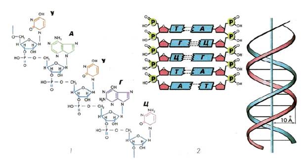 Структура нуклеиновых кислот днк. Схема строения нуклеиновых кислот. Первичная структура нуклеиновых кислот рисунок. Строение нуклеиновых кислот ДНК. Нуклеиновые кислоты структура ДНК.