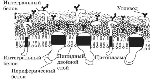 Углеводы мембран функции. Углеводы в клеточной мембране. Функции углеводов в плазматической мембране. Олигосахарид в клеточной мембране. Функции углеводов в клеточной мембране.