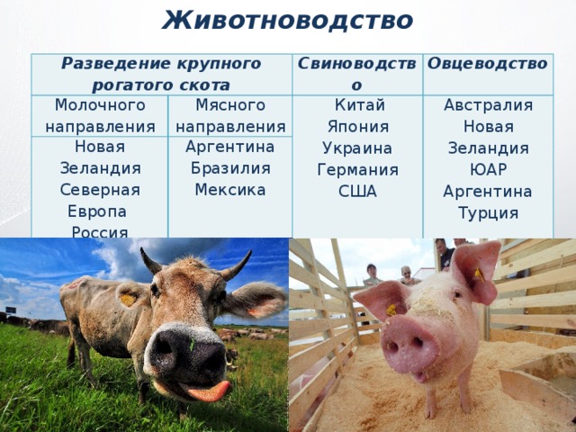 Направление животноводства в россии. Отраслижовотноводства. Отрасли животноводства. Животноводство таблица. Отрасли животноводства таблица.