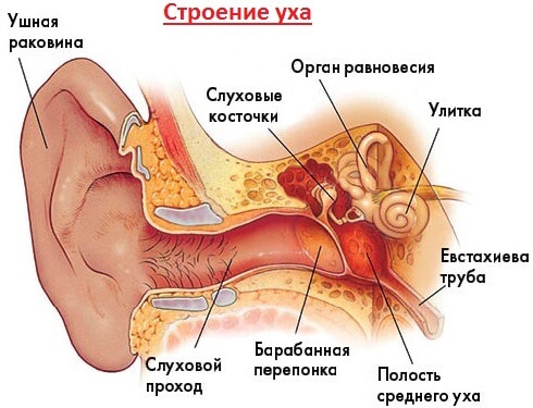 Устройство ушной раковины. Строение уха с микронаушником. Строение уха человека. Ухо человека строение. Строение человеческого уха.
