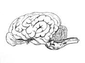 Укажите какой цифрой обозначена часть мозга млекопитающего. Головной мозг млекопитающих. Головной мозг собаки. Головной мозг собаки рисунок. Отделы мозга собаки.