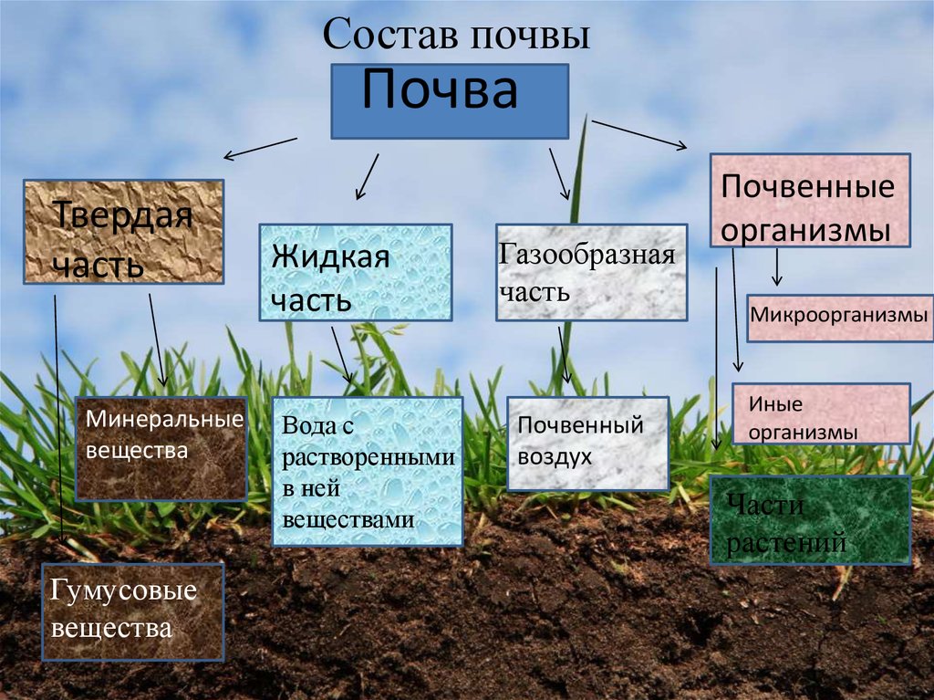 О каком свойстве почвы идет речь. Состав почвы. Основной состав почвы. Почва состав почвы. Почва схема.