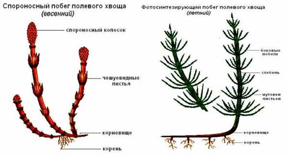 Весенний побег хвоща