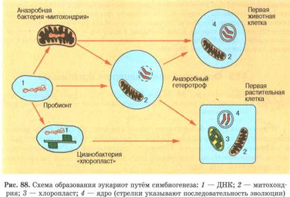 Появление эукариотов на земле. Схема образования эукариот путем симбиогенеза. Гипотеза симбиогенеза схема. Схема формирования пробионтов. Эволюция пробионтов теория симбиогенеза.