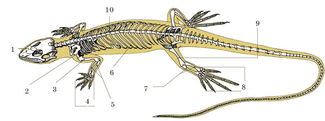 Задние конечности ящерицы. Строение скелета Тритона. Внутреннее строение ящерицы скелет. Строение скелета пресмыкающихся. Скелет пресмыкающихся грудная клетка.