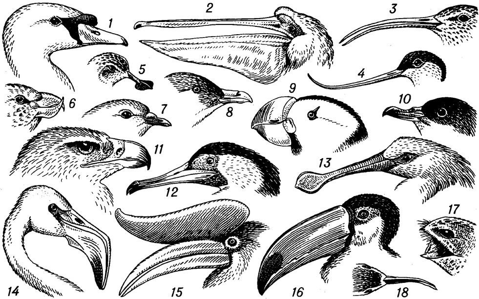 Клюв у птиц это. Типы клювов у птиц и их питание. Строение клюва птицы. Различные клювы у птиц. Типы клювов у птиц.