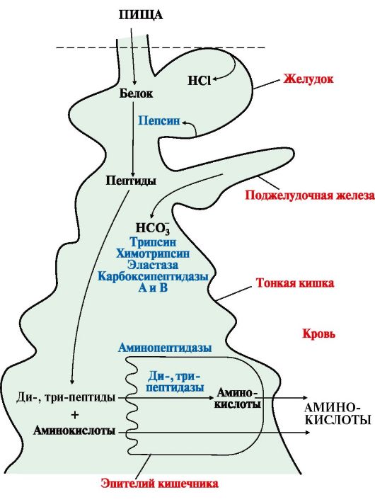 Схема переваривания белков