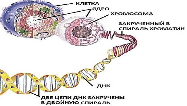 Образование четырех клеток образование однохроматидных хромосом. Диплоидная клетка рисунок. Диплоидная клетка. 4 Гаплоидные клеток с однохроматидными. Вторичное ядро центральной клетки диплоидное у кого.