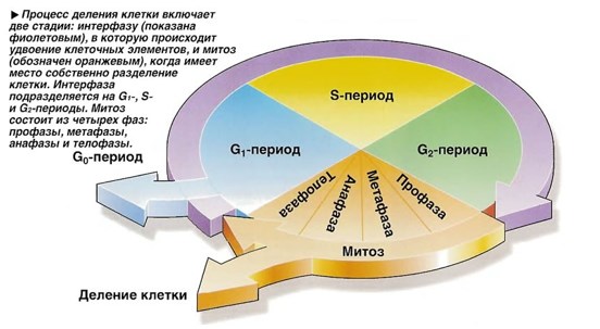 Какой тип и фаза деления клетки изображены на рисунке ответ обоснуйте какие процессы происходят