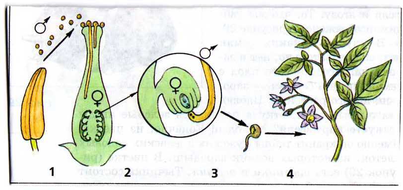 Пример процесса иллюстрирующего размножение у растений. Половое размножение растений схема. Вегетативное размножение цветковых растений схема. Схема полового размножения растений биология 6 класс. Вегетативное размножение покрытосеменных растений рисунок.