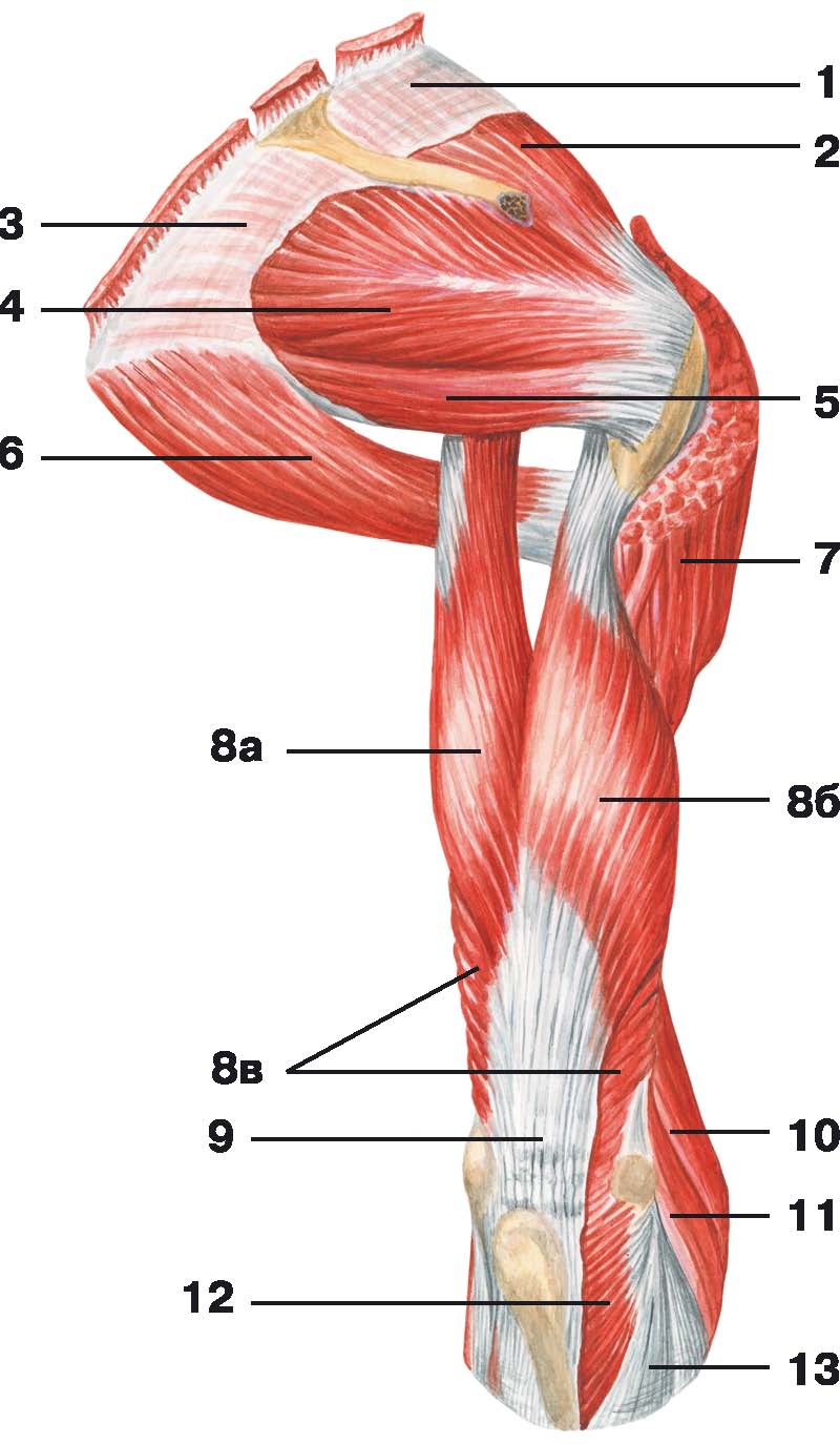 Внутренняя поверхность плеча. Мышцы плечевого пояса дельтовидная мышца. Мышцы плеча анатомия.