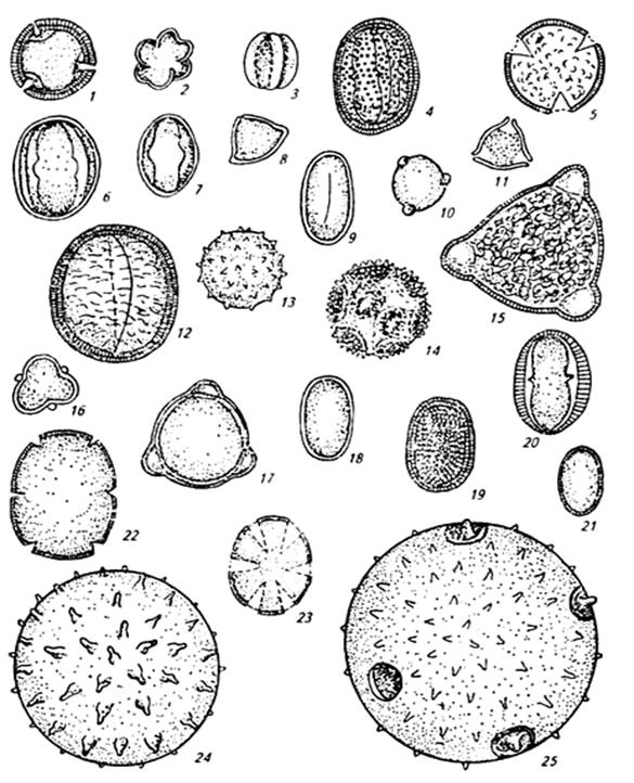 Исследование пыльцы. Пыльцевые зерна медоносных растений. Пыльц Лезины под микроскопом. Пыльцевые зерна под микроскопом. Пыльца донника микроскопия.