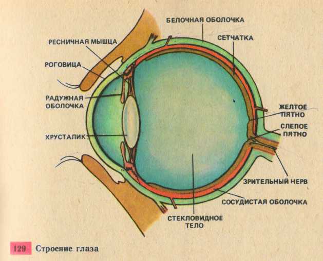 Что называют слепым пятном участок сетчатки на который не падает изображение