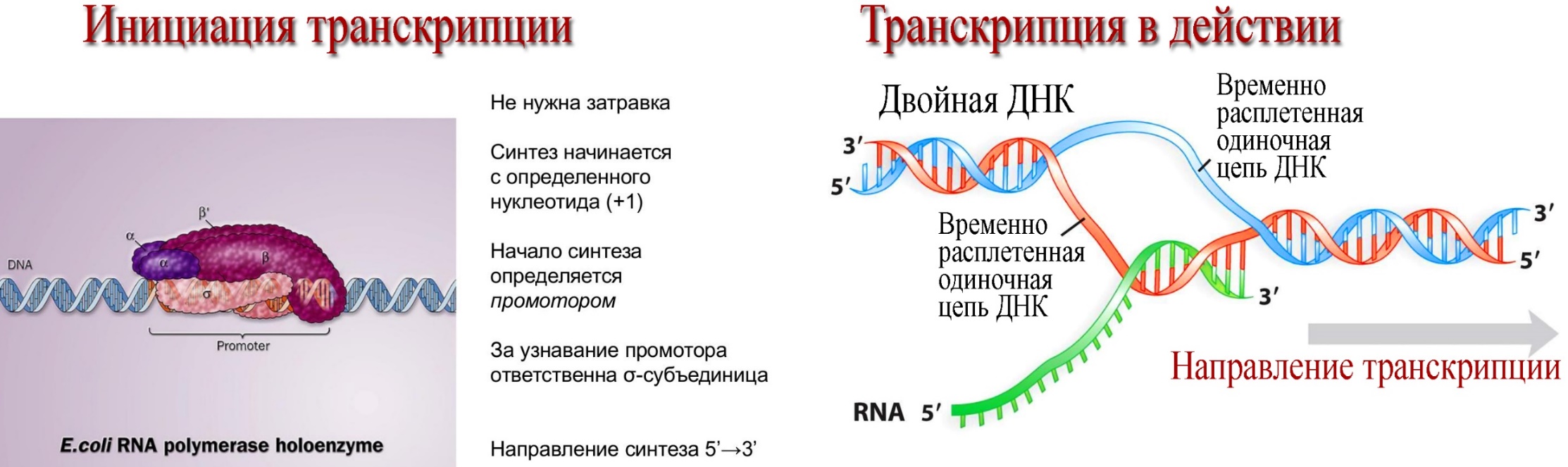 Схема транскрипции днк