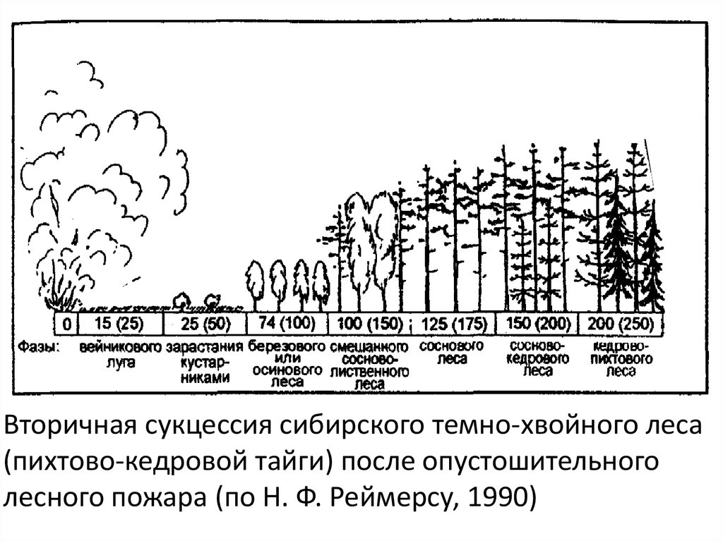 Вторичная сукцессия после пожара. Лес после пожара экологическая сукцессия. Сукцессия леса после пожара схема. Сукцессия образование елового леса.