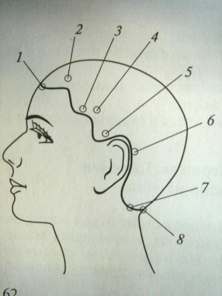 Зона затылка. Части головы для парикмахеров. Анатомия головы линия роста волос. Деление головы на зоны. Деление на зоны прически.