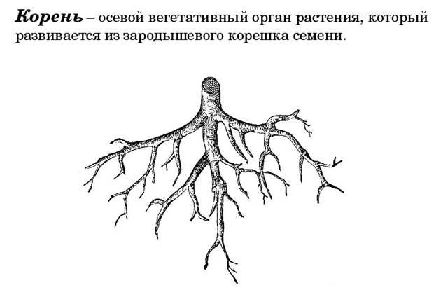 Корневые корешки. Корень это биология. Корень. Био корень. Корни растений.
