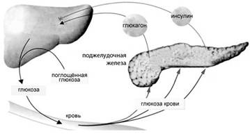 Рассмотрите рисунок на котором изображен процесс образования бластулы многоклеточного зародыша впр