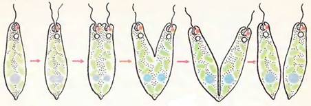 Рассмотрите рисунок на котором изображен процесс образования бластулы многоклеточного зародыша впр