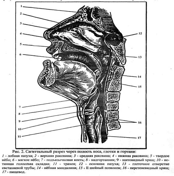 Строение голосового аппарата для детей схема
