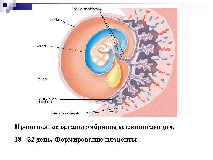 Функции хориона зародыша. Амнион и хорион. Строение зародыша хорион амнион. Строение плаценты хорион. Зародышевые оболочки и плацента.