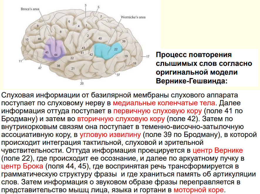 Центр речи вернике. Зона Вернике поля Бродмана. Модель Вернике Гешвинда. Центр Вернике функции. Поля по Бродману зона Вернике и Брока.