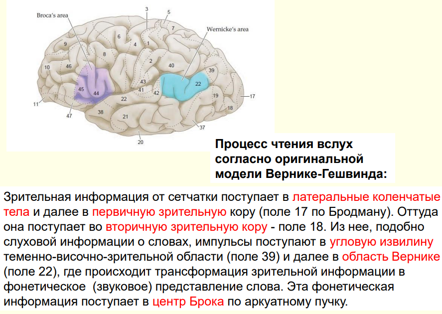 Центр брока это. 20 Поле Бродмана. Центр Брока поле по Бродману. Поля Бродмана центра Брокка Вернике.