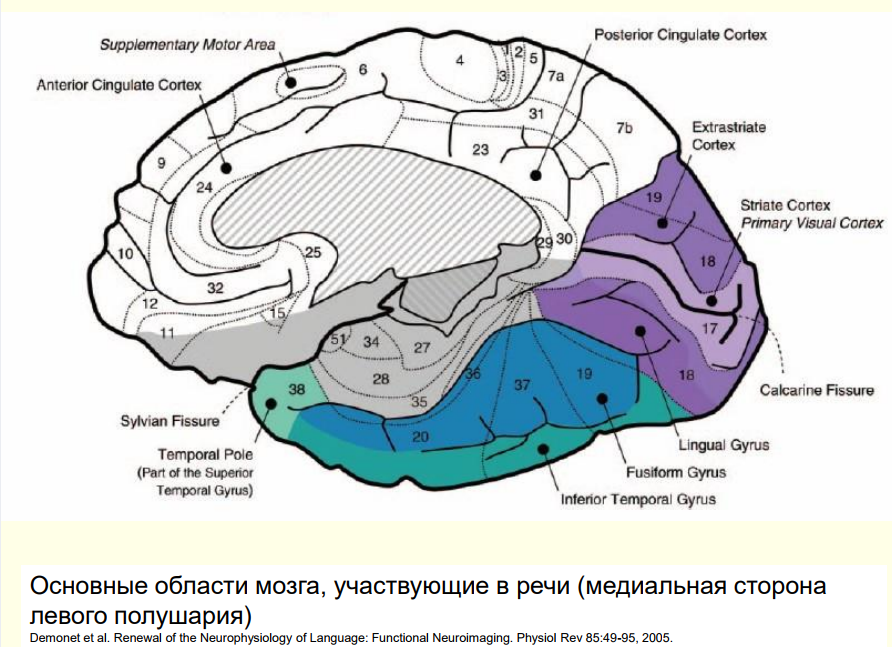 Центр речи в мозге человека. Центр речи в мозге. Двигательный центр речи расположен:. Нейрофизиология речи. Структуры головного мозга участвующие в речи.
