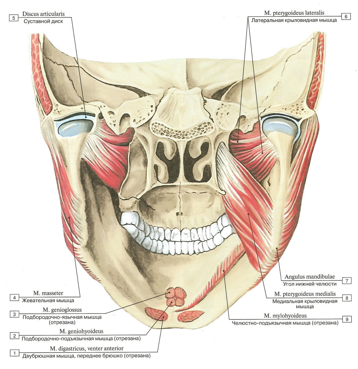 Медиальная крыловидная мышца. Жевательные мышцы вид сзади изнутри. Крылочелюстное пространство топография. Крыловидные мышцы лица анатомия. Жевательные мышцы анатомия Синельников.